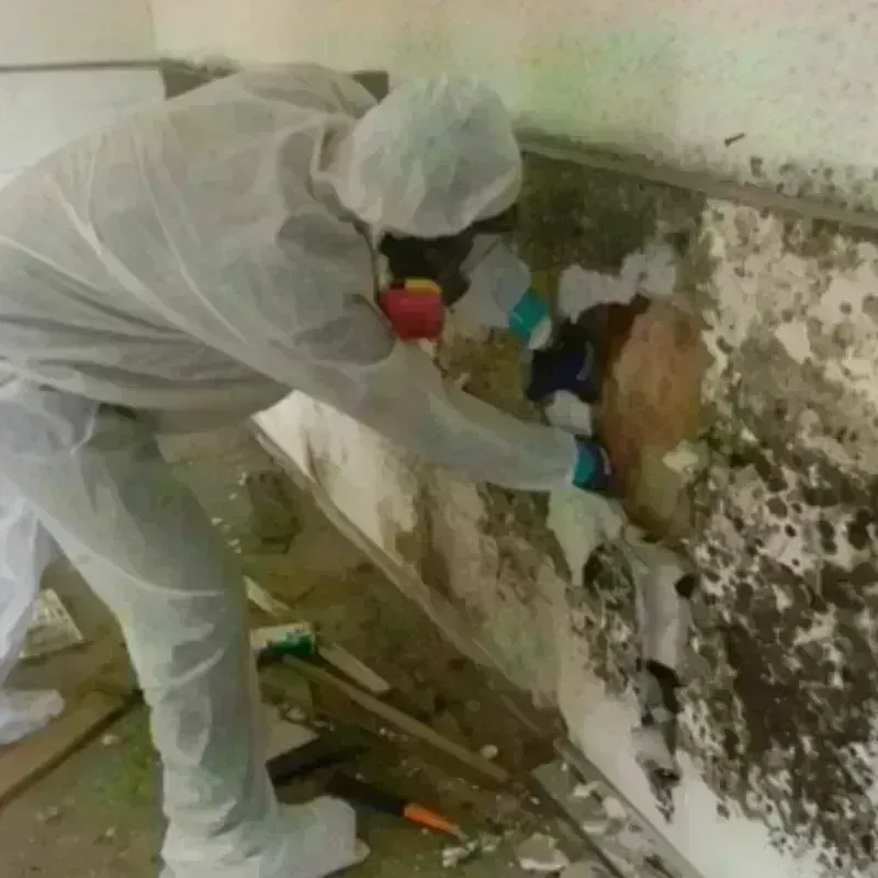 Best Mold Remediation and Removal Service in Rosebud County, MT